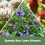 Speedy Bee Shaker – Flawn Seed – 500 SQ FT